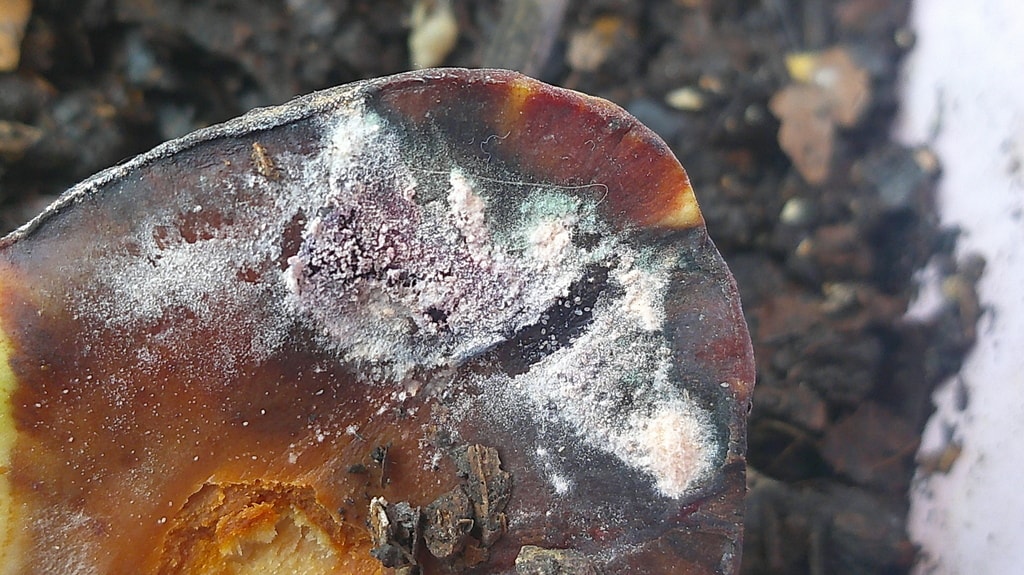 Close-up of a decaying plant part with a reddish brown surface showing patches of white and grayish fuzzy fungal growth, resting on dark soil.