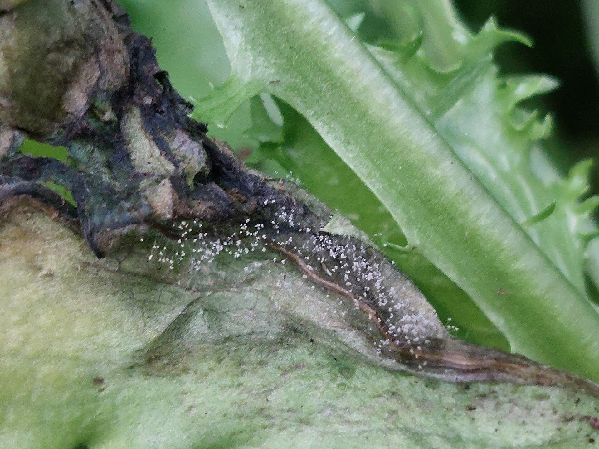 Close-up of a plant stem and leaf tissue with a dark brown to black lesion, surrounded by grayish fuzzy sporulation and lighter green healthy tissue in the background.